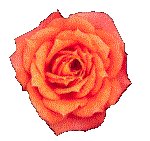 ROSE02.GIF
