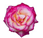 ROSE01.GIF