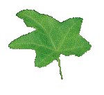 LEAF13.GIF