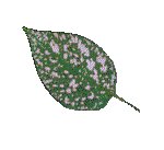 LEAF12.GIF