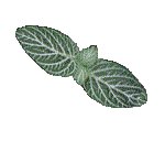 LEAF10.GIF