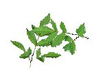 LEAF09.GIF