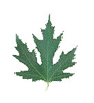 LEAF08.GIF