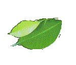 LEAF07.GIF