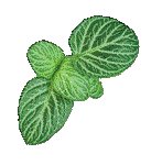 LEAF06.GIF