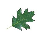 LEAF05.GIF