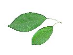 LEAF04.GIF