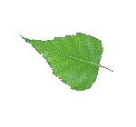 LEAF03.GIF