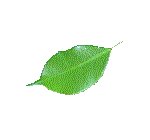 LEAF02.GIF