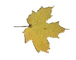 FLEAF5.GIF