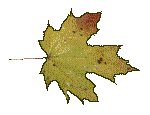FLEAF3.GIF