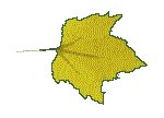 FLEAF2.GIF