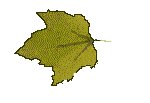 FLEAF14.GIF