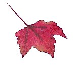 FLEAF13.GIF