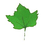 FLEAF01.GIF