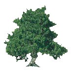 DECTRE08.GIF
