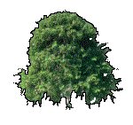 DECTRE02.GIF