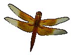 BUGS05.GIF