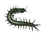 BUGS04.GIF