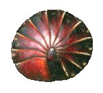 BUGS02.GIF