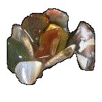 POLISHED.GIF