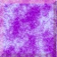 SQBUT033.JPG