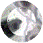 RDBUT116.GIF