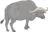 WBUFFALO.CMX