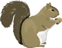 SQUIRRET.CMX