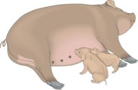 SOW.CMX
