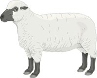 SHEEPT.CMX
