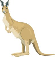 ROO.CMX