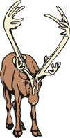 REINDEER.CMX