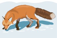 REDFOX.CMX