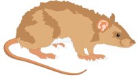 RAT.CMX
