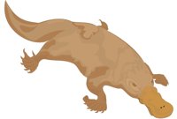 PLATPUS.CMX