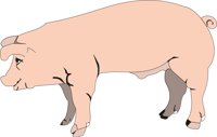 PIG.CMX