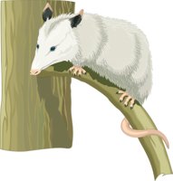 OPOSSUM.CMX