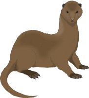 MINK.CMX