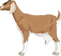 MILKGOAT.CMX