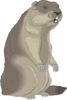 MARMOT.CMX