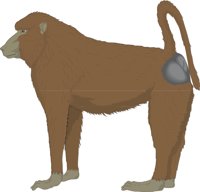 BABOON.CMX