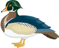 WOODDUCK.CMX