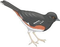 TOWHEE.CMX