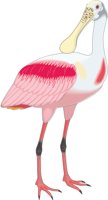SPOONBIL.CMX