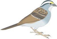 SPARROW.CMX