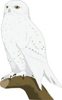 SNOWYOWL.CMX