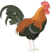 ROOSTER.CMX