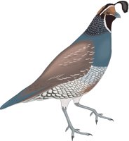 QUAIL.CMX