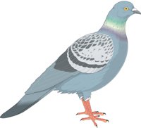 PIGEON.CMX